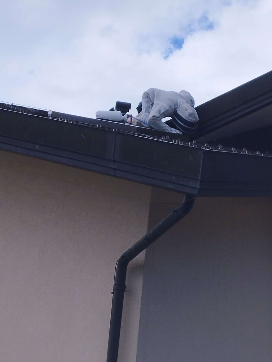 essaim d abeille enlevement