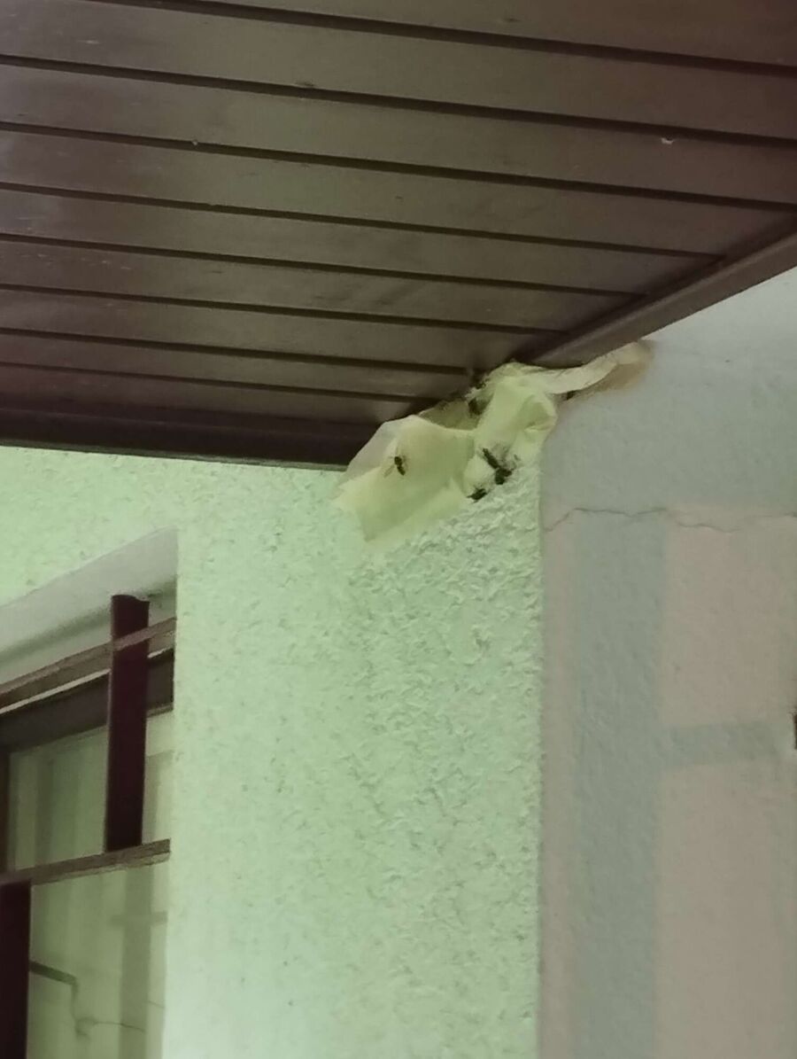 nid d abeille que faire