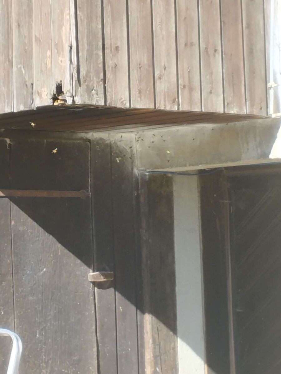 essaim d abeille enlevement