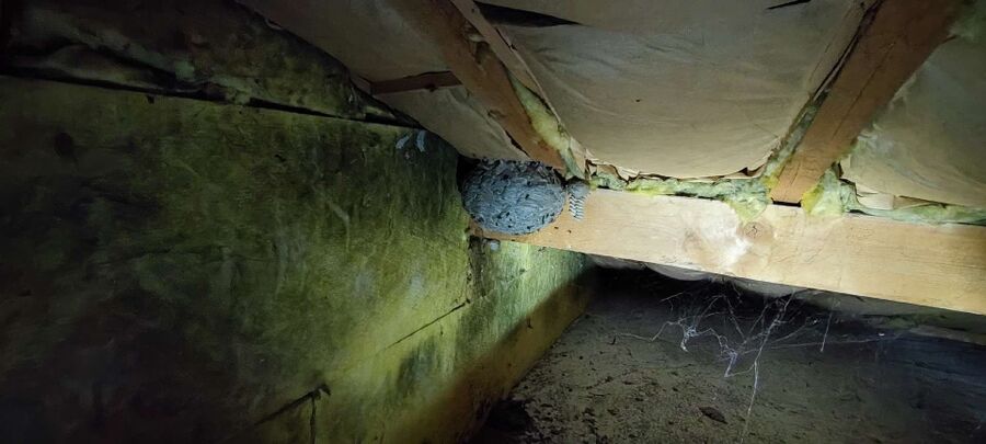 nid d abeille que faire