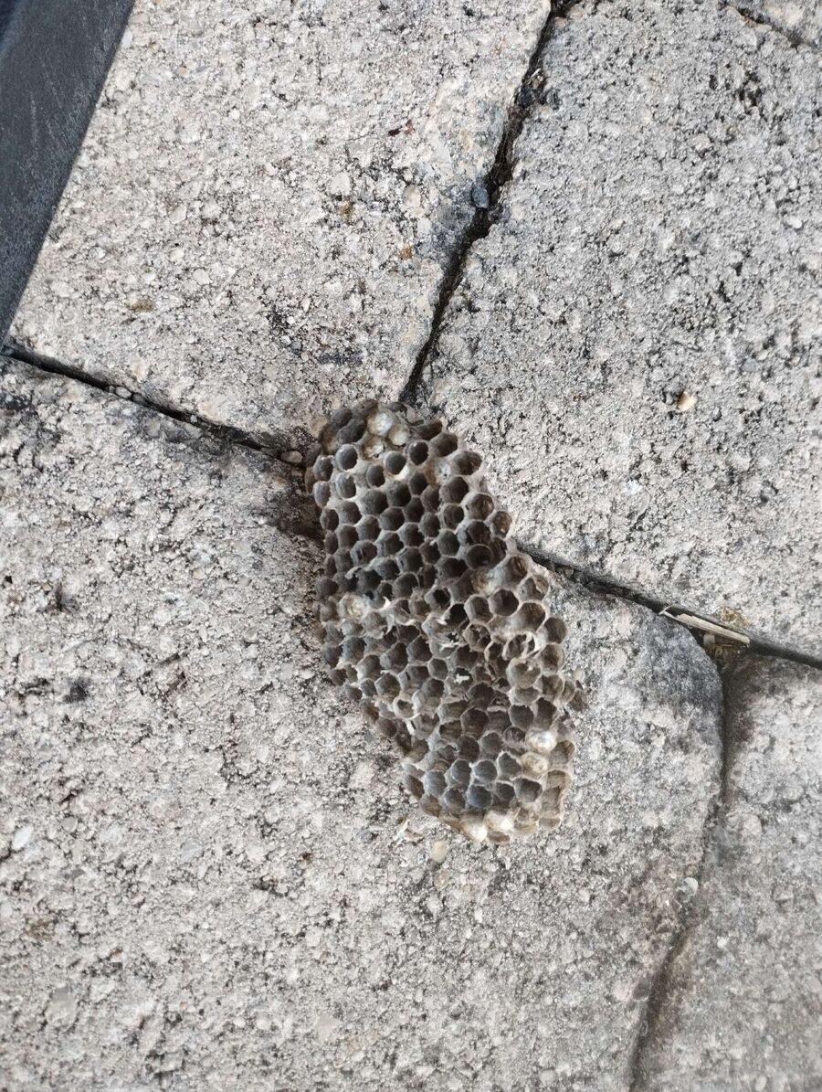 essaim d abeille enlevement