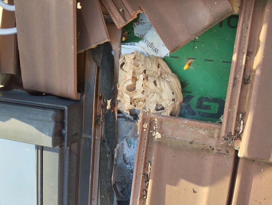 ruche abeille maison que faire