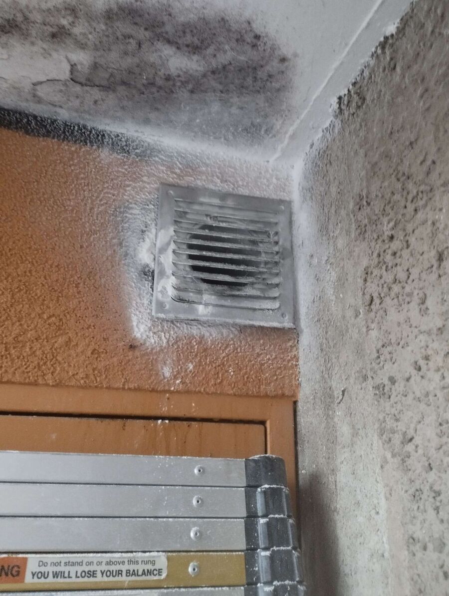 ruche abeille maison que faire