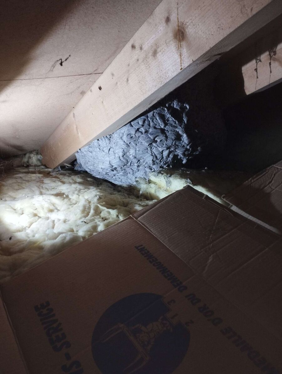 essaim d abeille enlevement