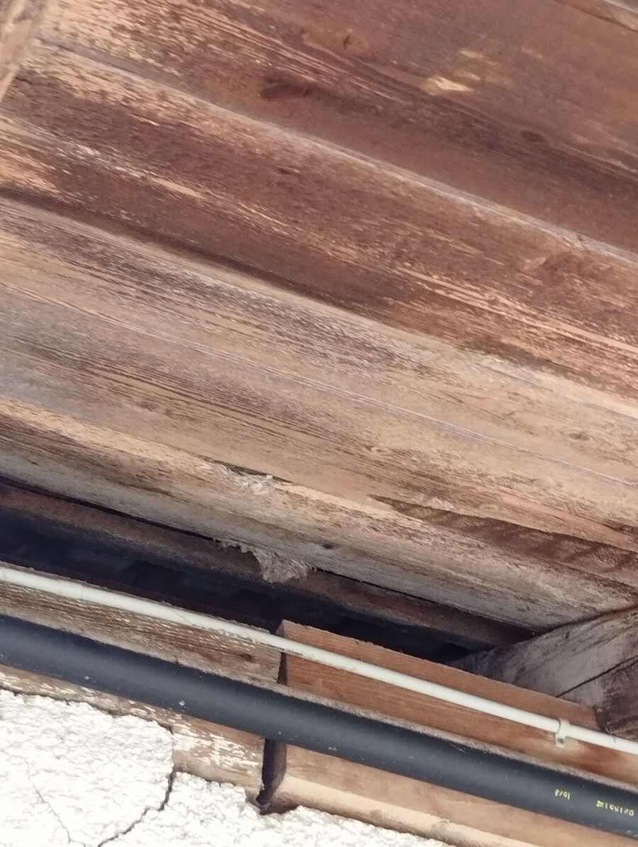 ruche abeille maison que faire