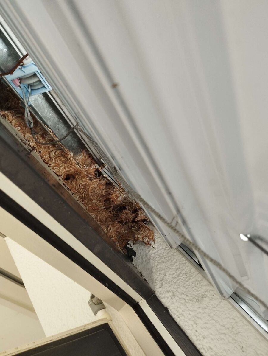 essaim d abeille enlevement