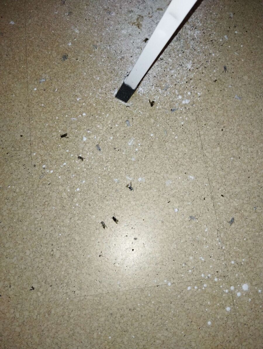 essaim d abeille enlevement