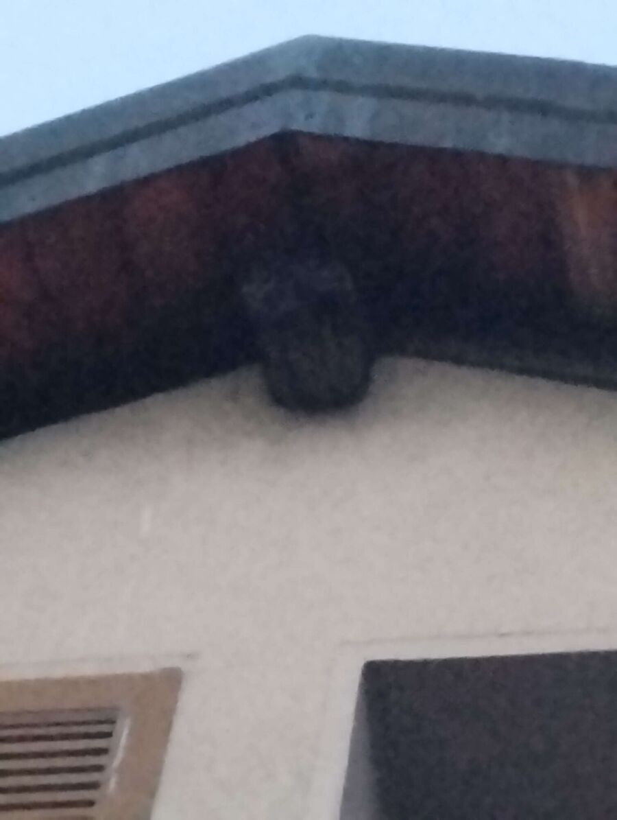 essaim d abeille enlevement