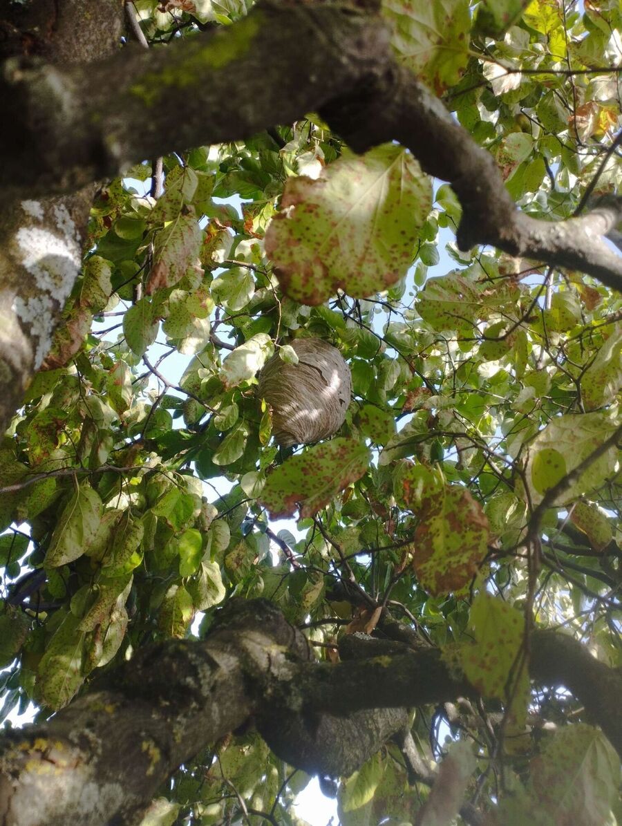 nid d abeille que faire