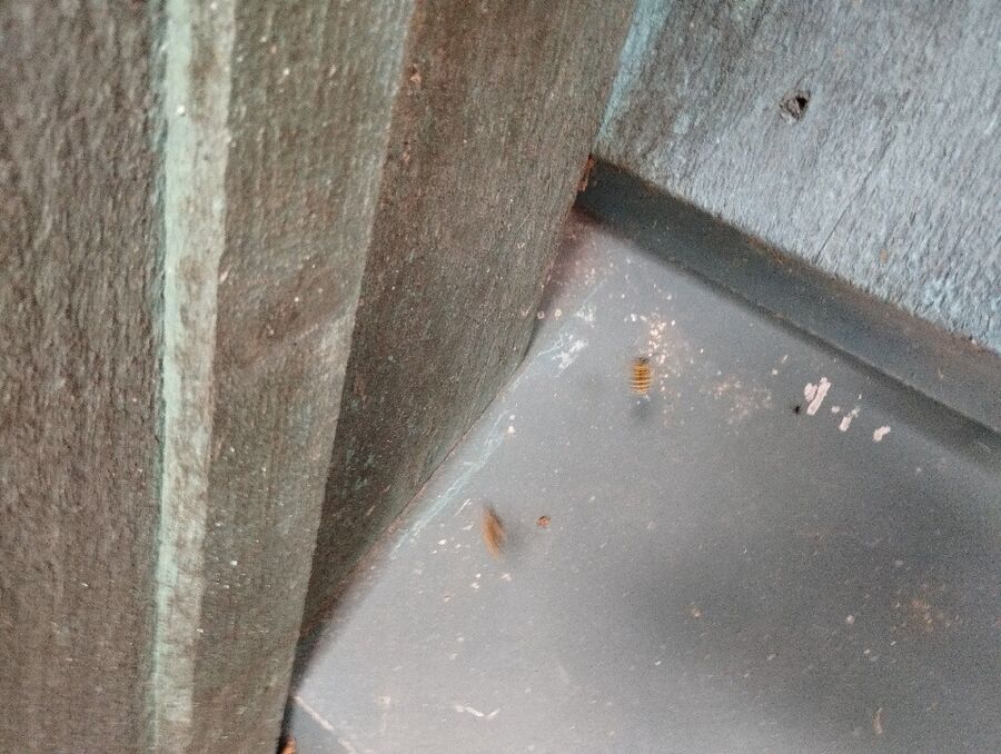 nid d abeille que faire