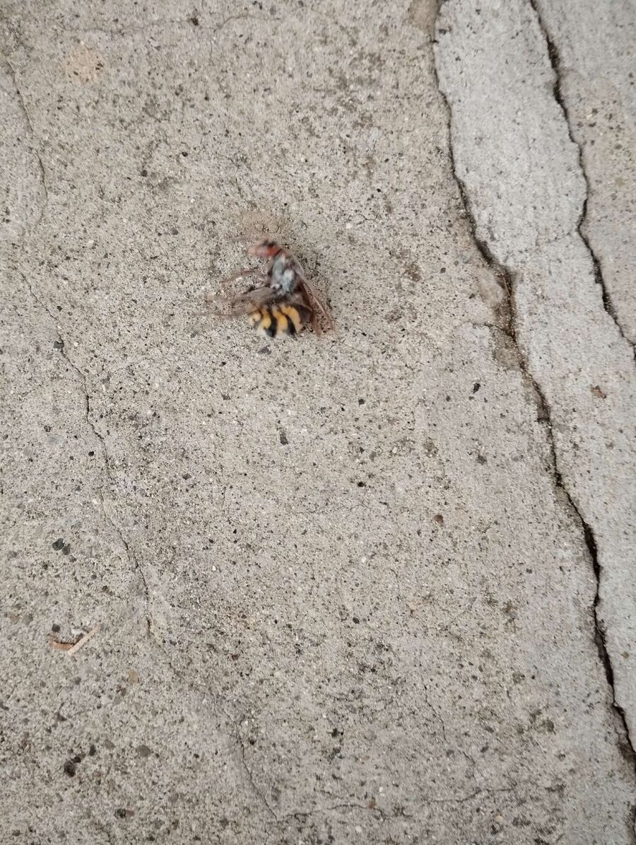 nid d abeille que faire