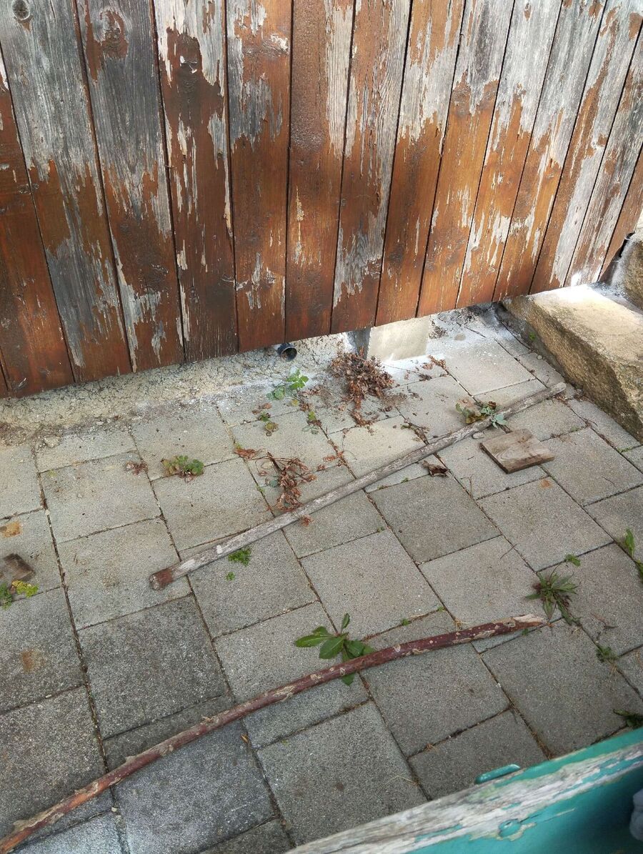 essaim d abeille enlevement