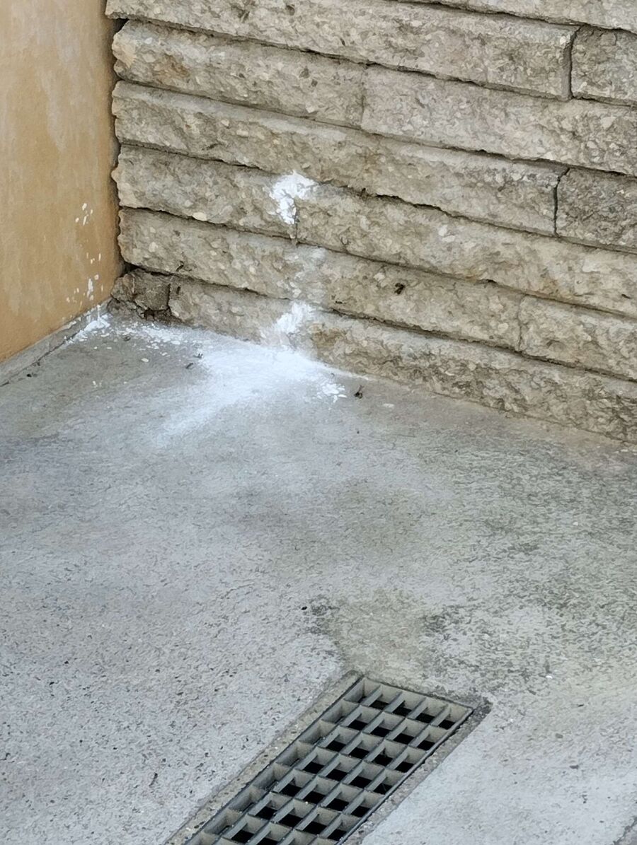 ruche abeille maison que faire