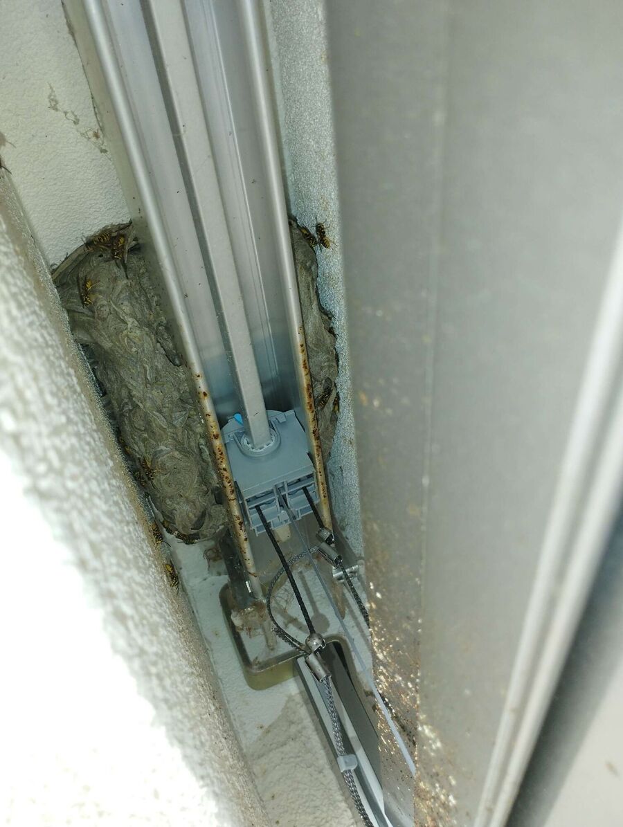 ruche abeille maison que faire