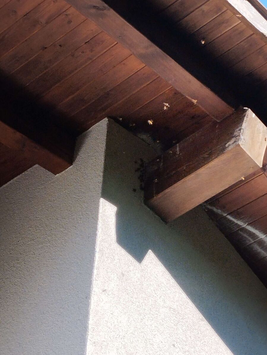 ruche abeille maison que faire