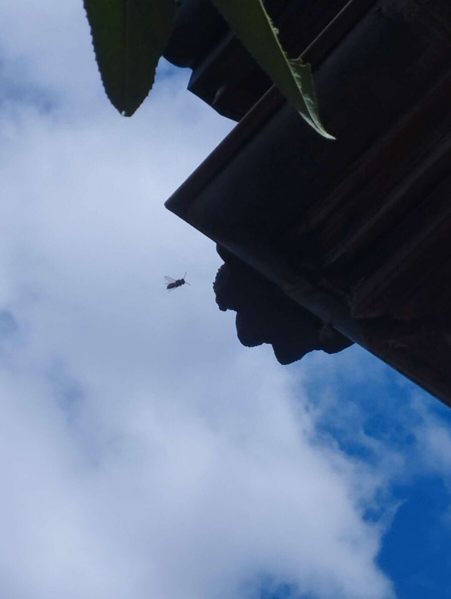 essaim d abeille enlevement