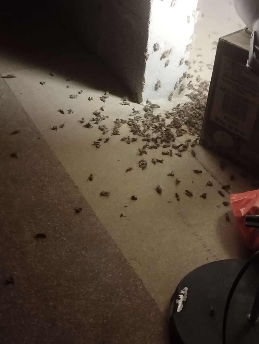 ruche abeille maison que faire