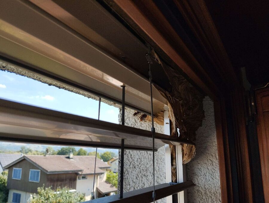 ruche abeille maison que faire