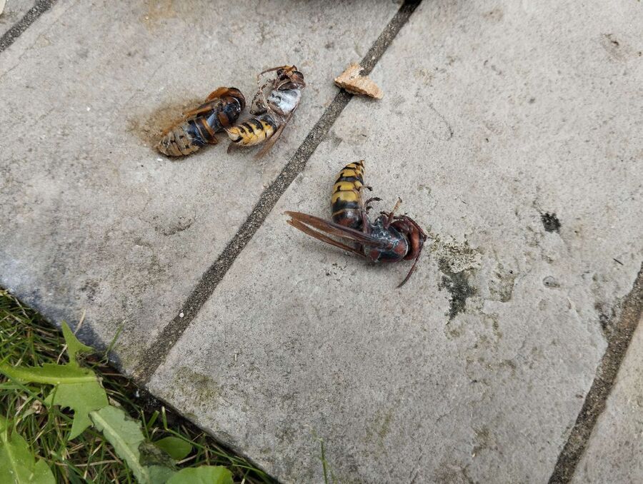 enlever un nid d abeille