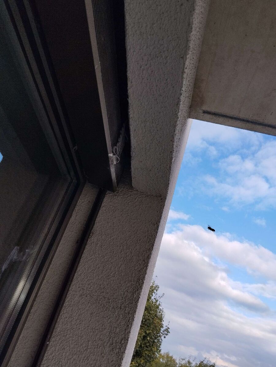 essaim d abeille enlevement