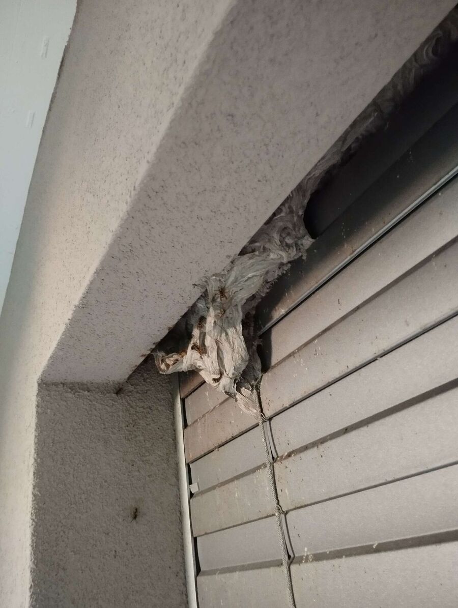 essaim d abeille enlevement