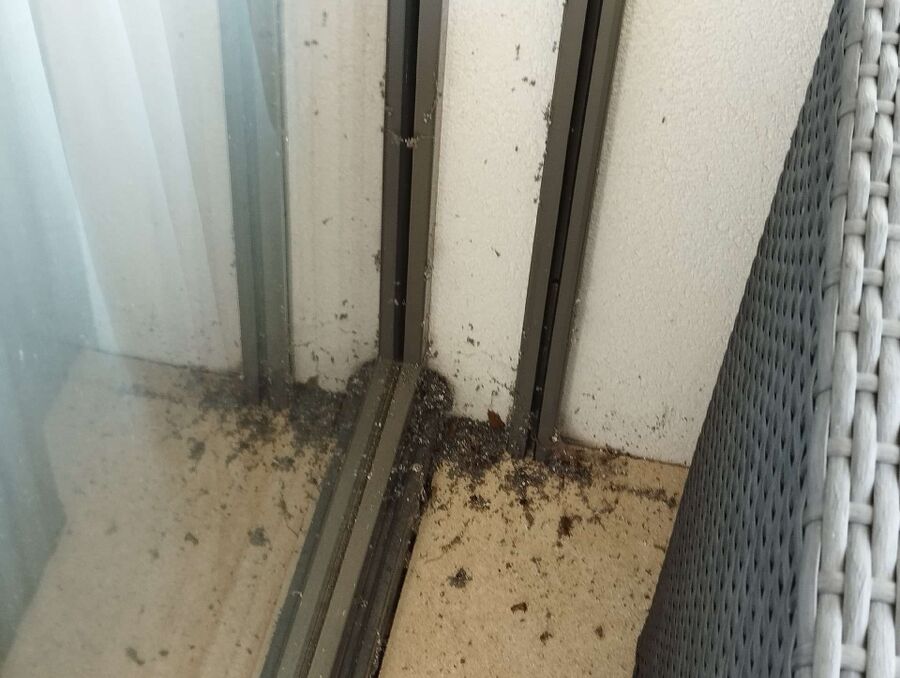 ruche abeille maison que faire