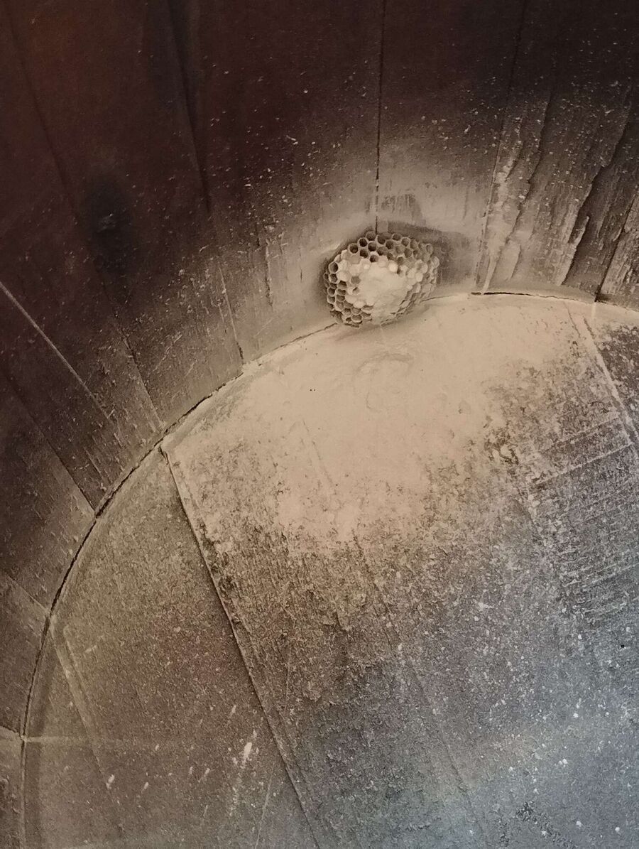 essaim d abeille enlevement