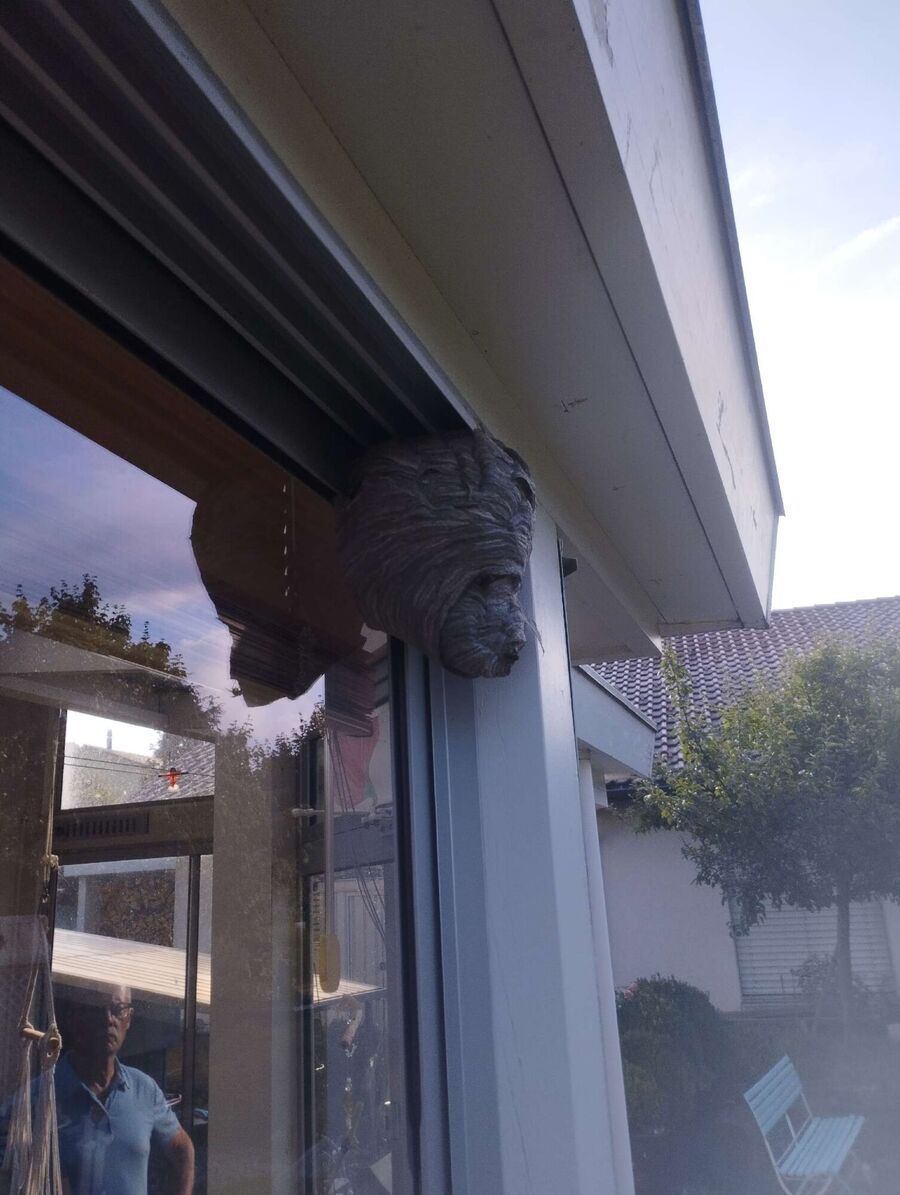 essaim d abeille enlevement