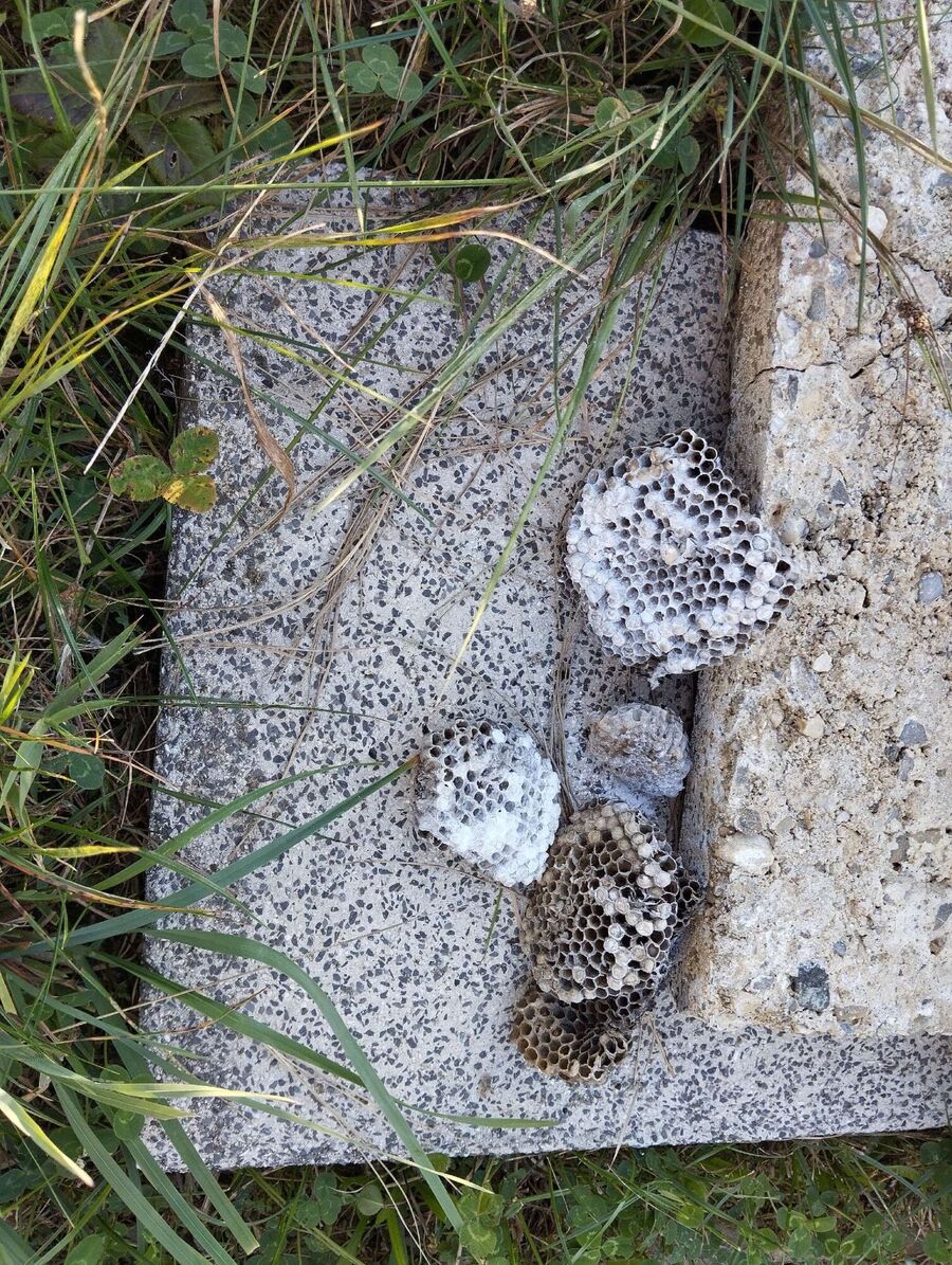 enlever un nid d abeille