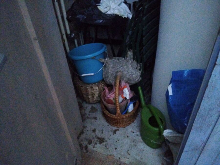 essaim d abeille enlevement