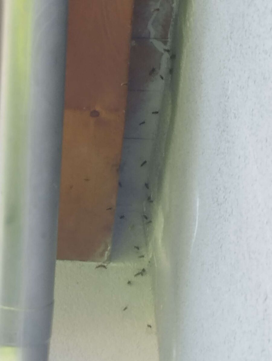 ruche abeille maison que faire