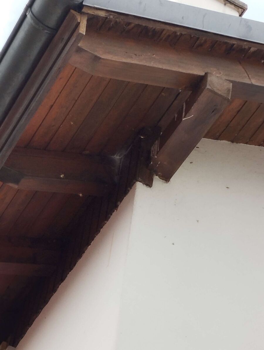 ruche abeille maison que faire