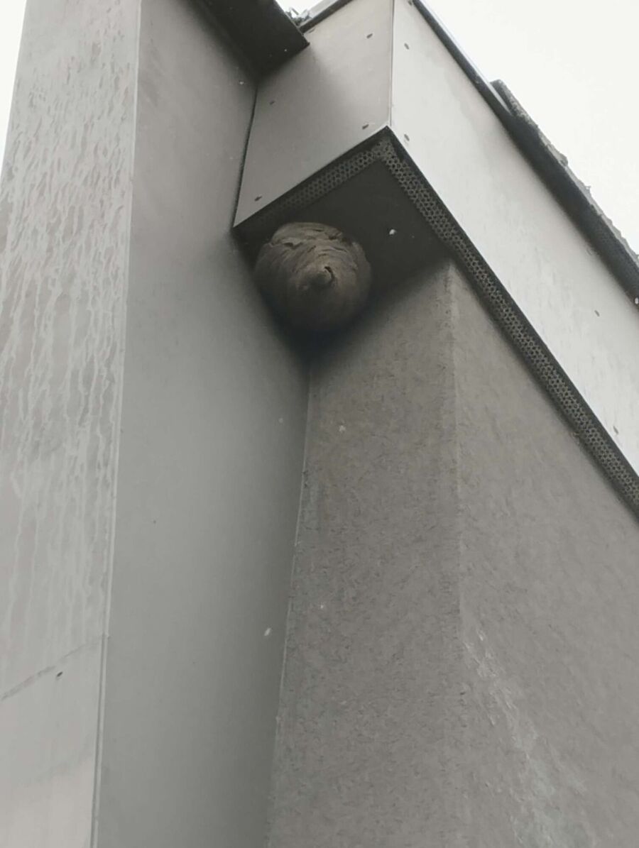 essaim d abeille enlevement