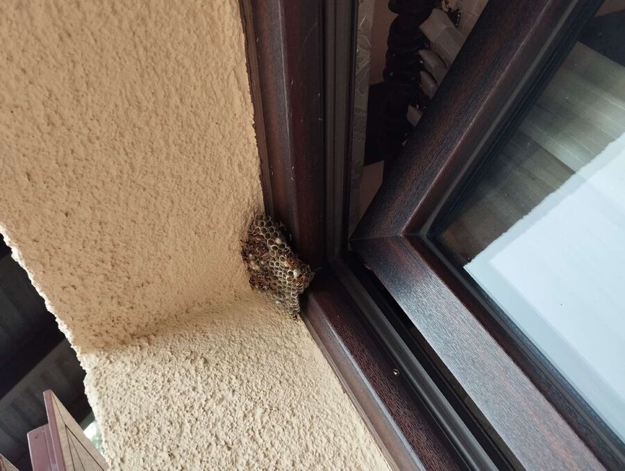 ruche abeille maison que faire