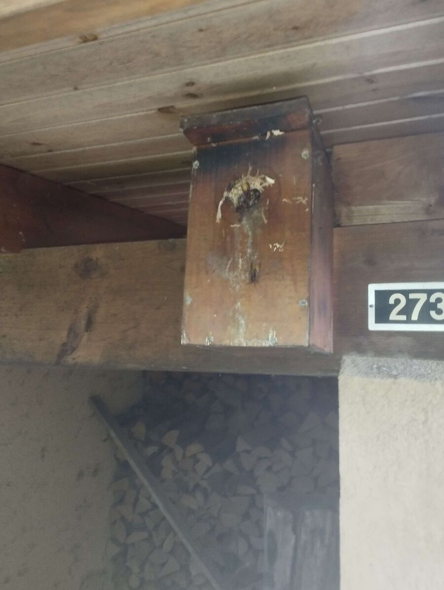 essaim d abeille enlevement