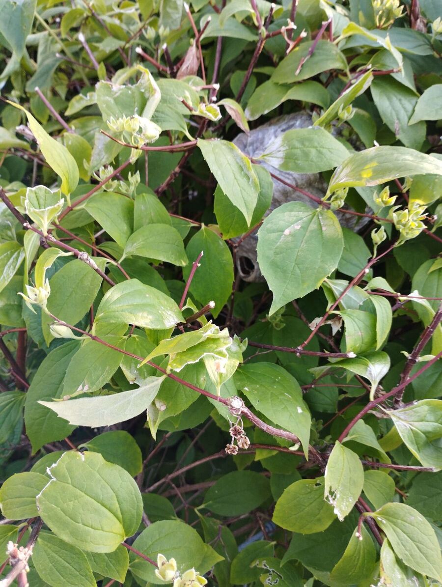 enlever un nid d abeille