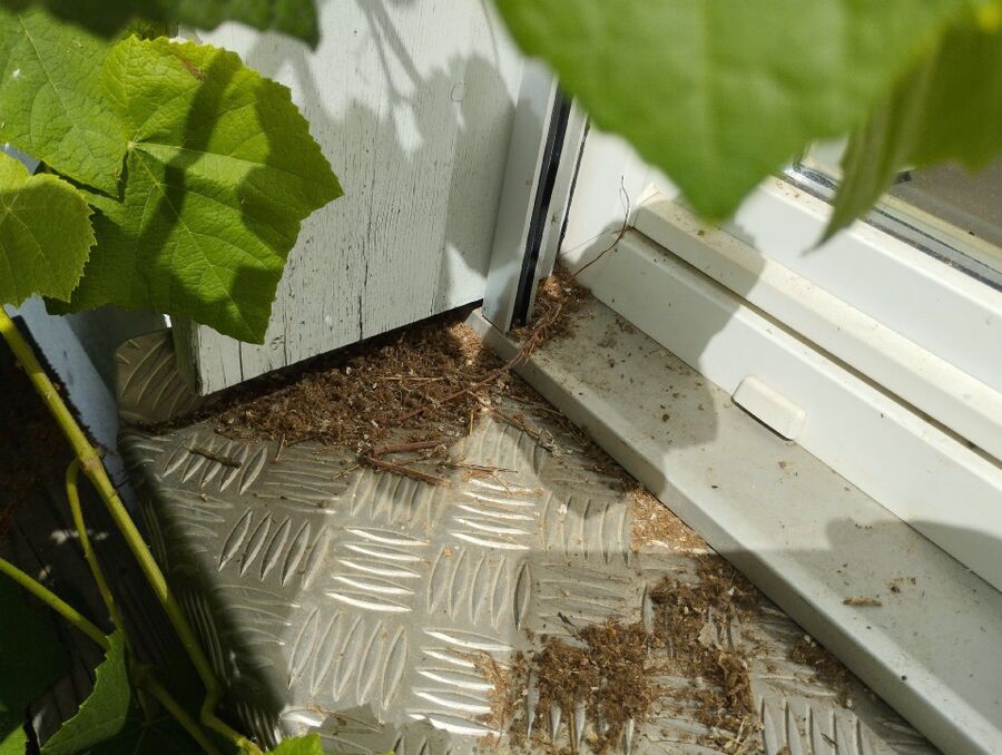 nid d abeille que faire