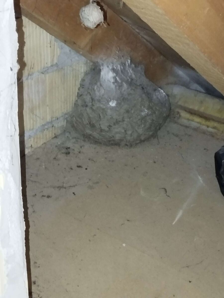 nid d abeille que faire