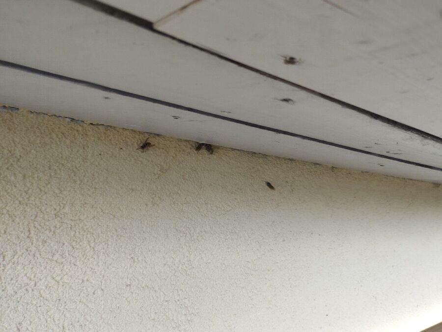 ruche abeille maison que faire