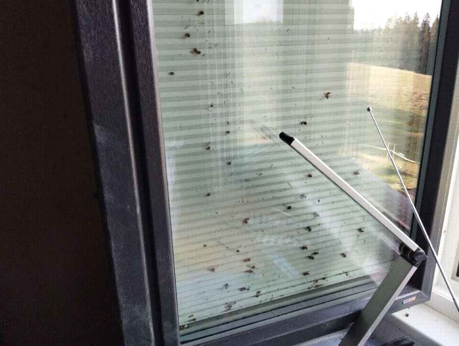 enlever un nid d abeille