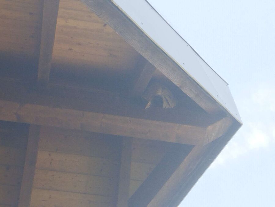 nid d abeille que faire