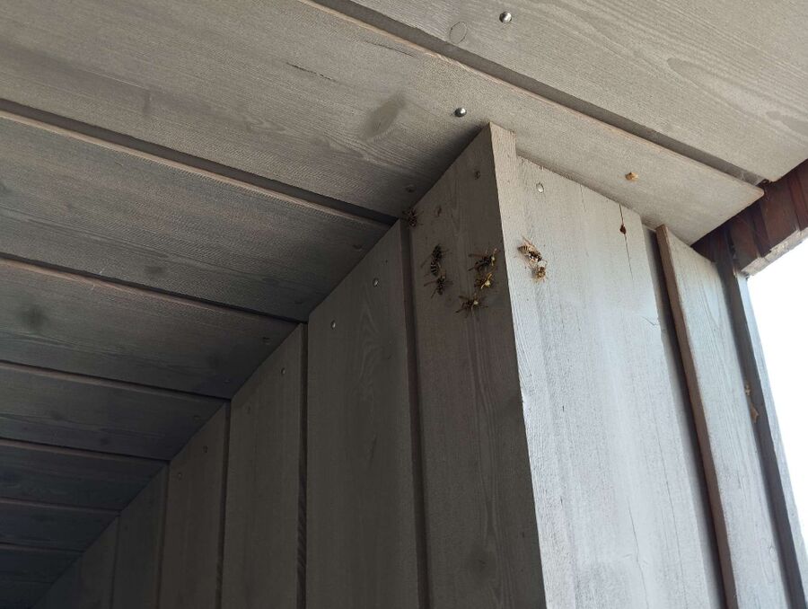 ruche abeille maison que faire