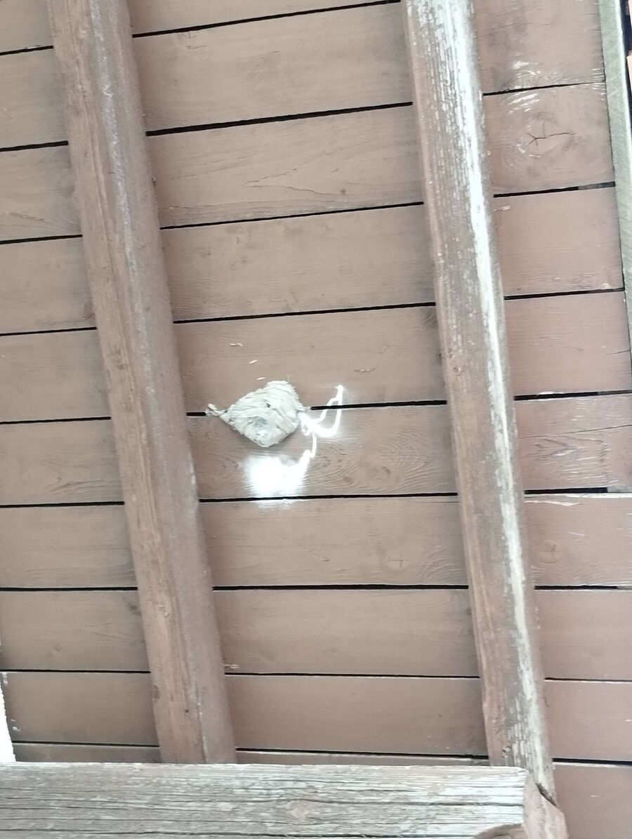 nid d abeille que faire