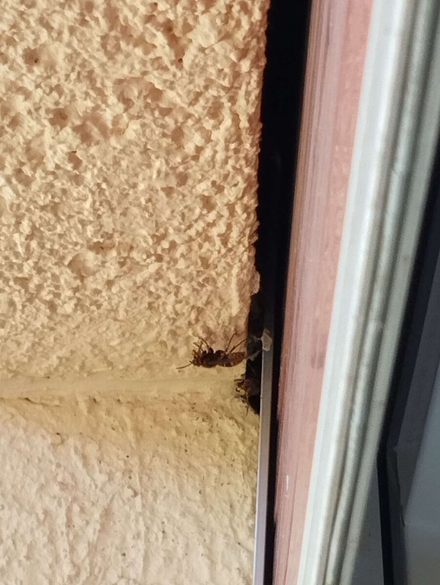 essaim d abeille enlevement