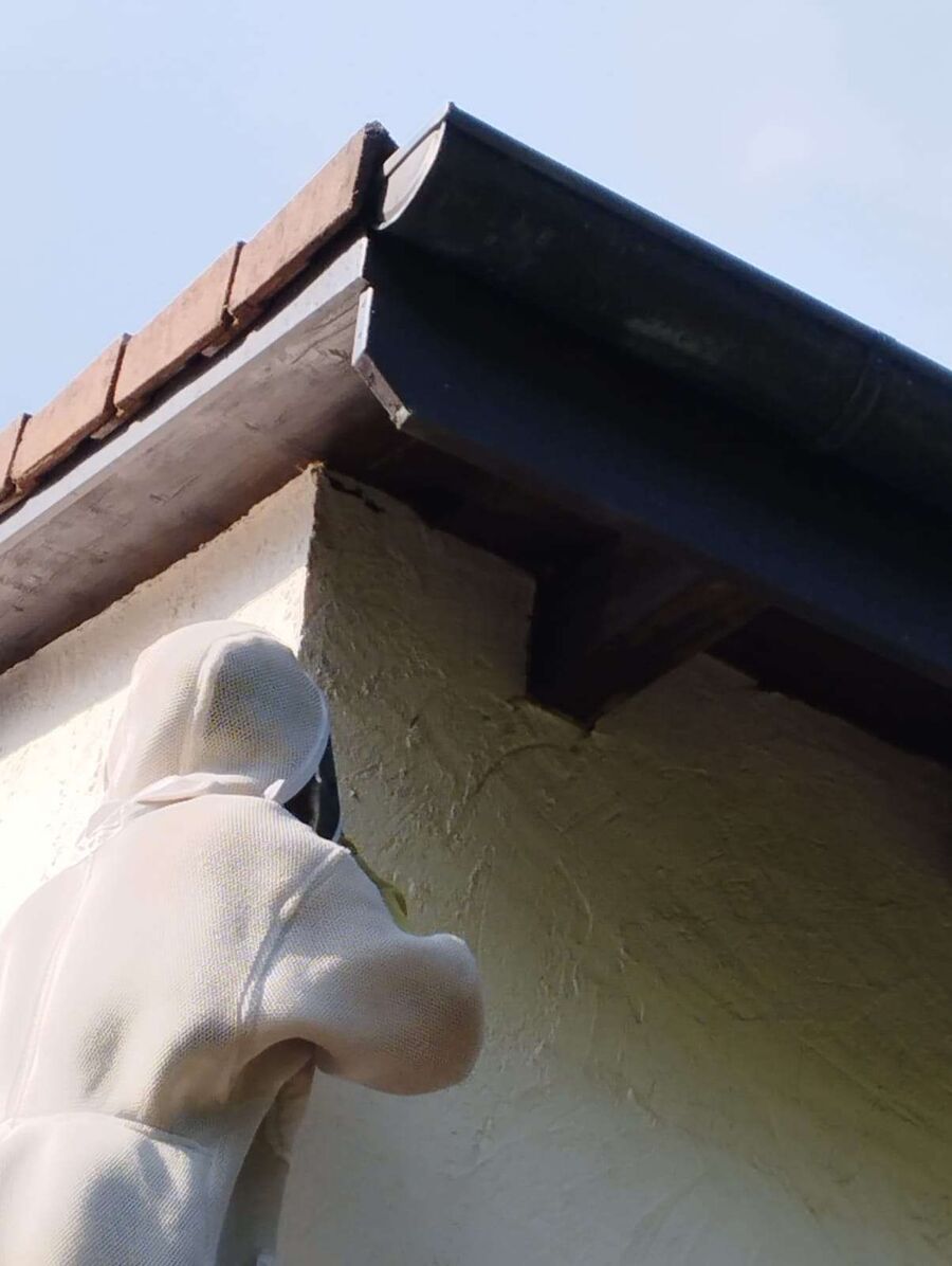 ruche abeille maison que faire