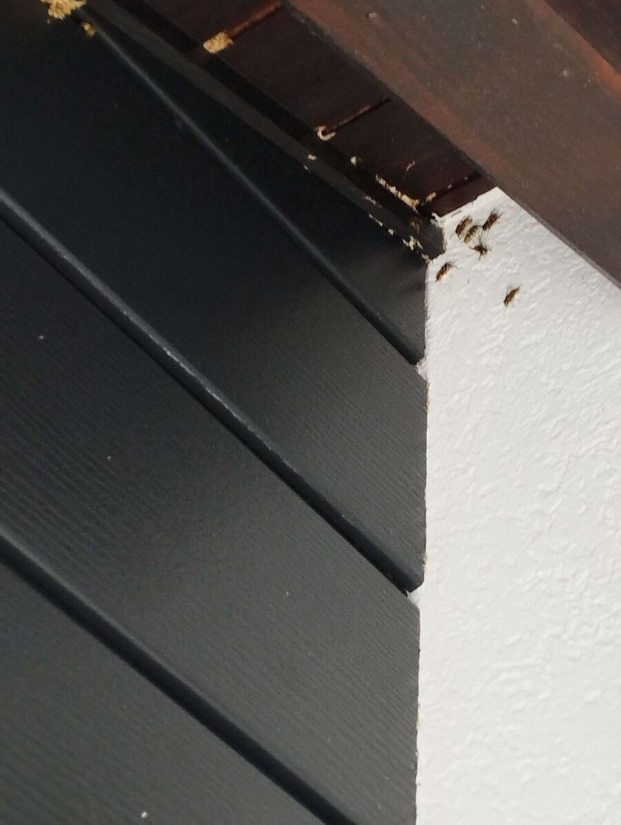 nid d abeille que faire