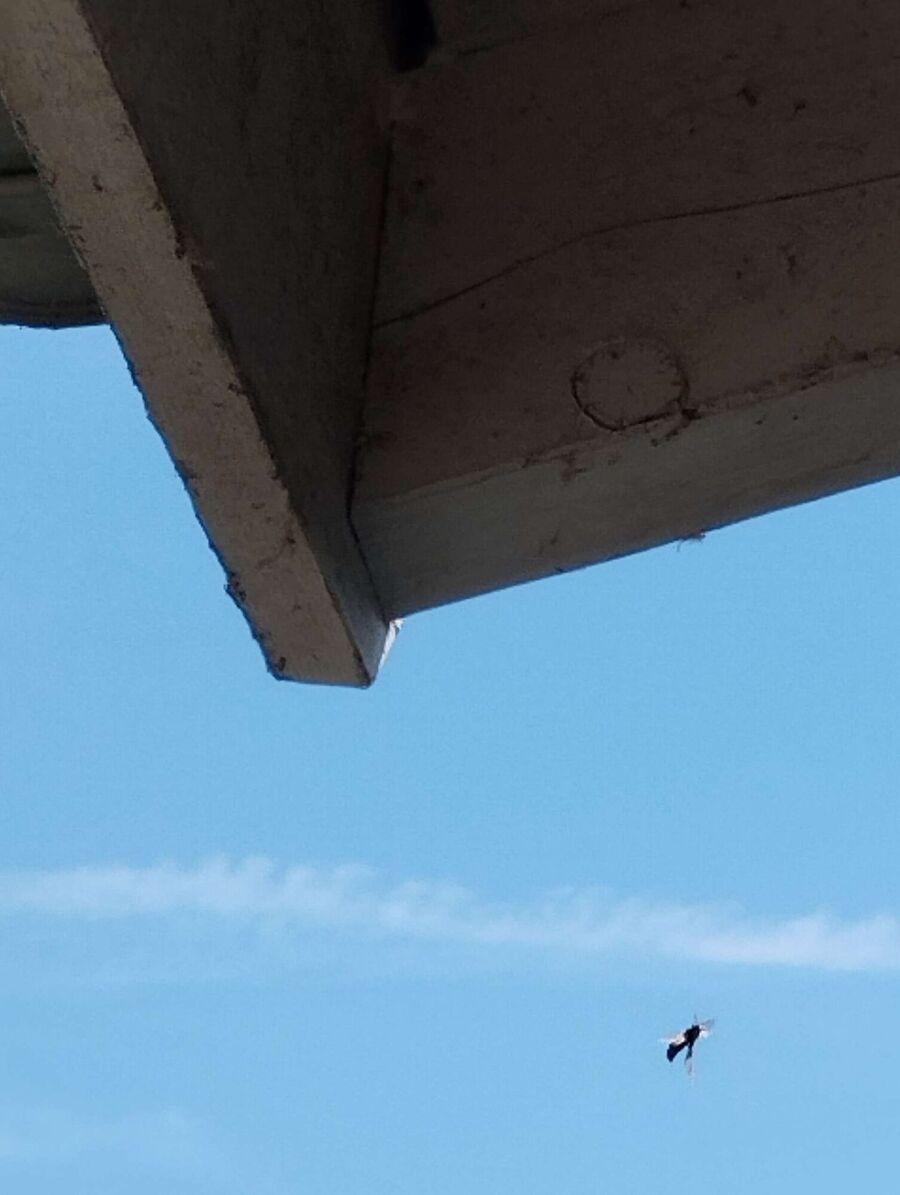 ruche abeille maison que faire