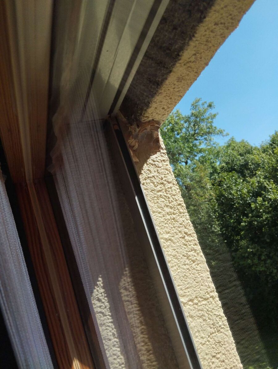 ruche abeille maison que faire