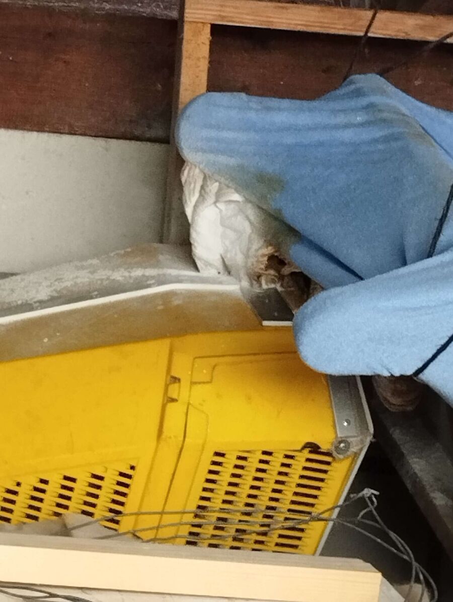 enlever un nid d abeille