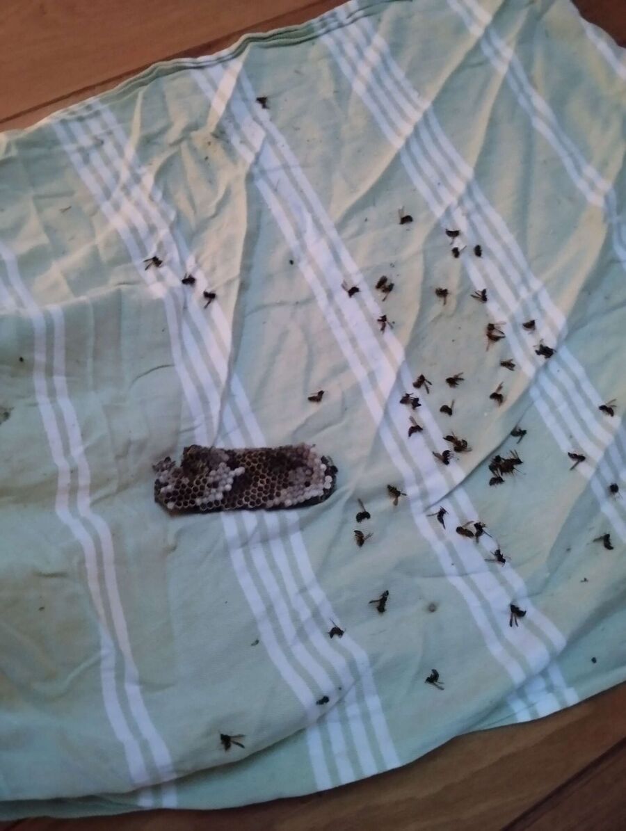 ruche abeille maison que faire